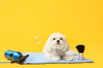 Cute Maltese dog with soap bubbles and groomer accessories on yellow background