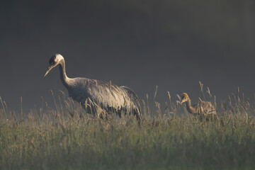 Common crane, Eurasian crane - Grus grus adult with chick walking in green grass with dark meadow in background. Photo from Lubusz Voivodeship in Poland.