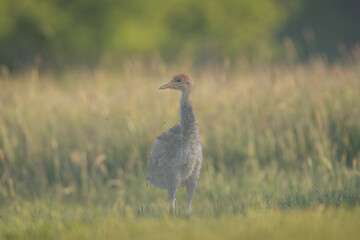 Common crane, Eurasian crane - Grus grus cute chick walking in green grass on meadow in foggy...