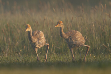 Common crane, Eurasian crane - Grus grus cute chicks walking in green grass with meadow in background. Photo from Lubusz Voivodeship in Poland.