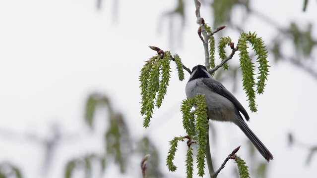 Cute Chickadee bird feeds on fresh poplar tree catkins on small branch