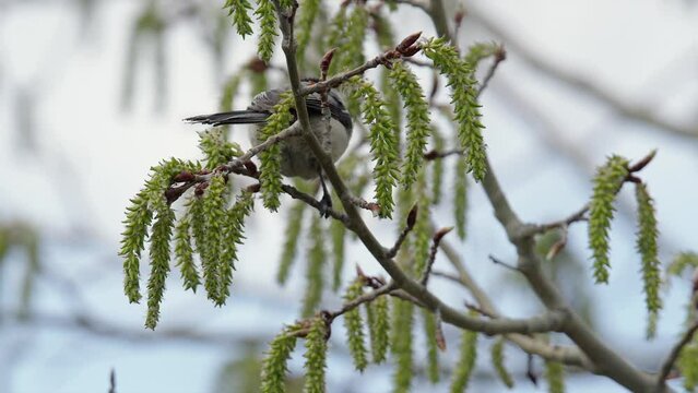 Small Chickadee song bird hops from poplar tree catkins on branch