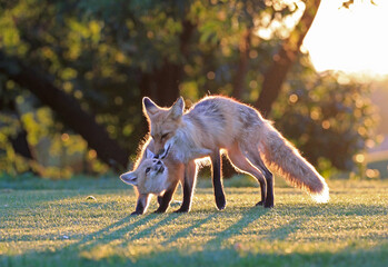 Red Foxes