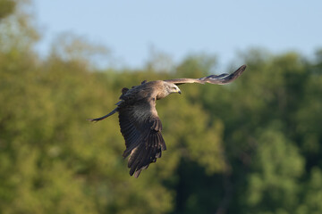 black kite - Milvus migrans in flight with blue sky and green trees in background. Photo from Lubusz Voivodeship in Poland.	
