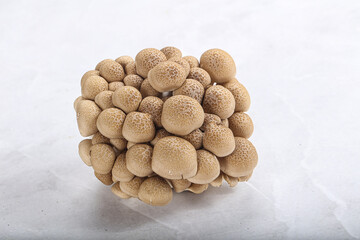 Raw asiam delicacy mushroom Shimeji