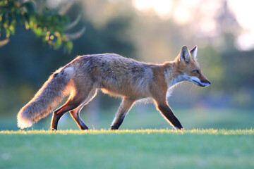 Red Fox