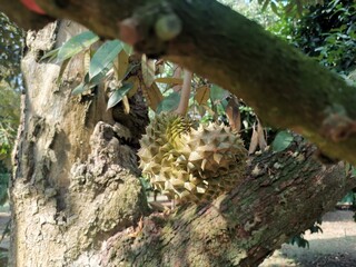 Close up of durian fruit on tree