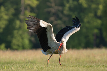 Fototapeta premium White stork - Ciconia ciconia on meadow with spread wings at green background. Photo from Lubusz Voivodeship in Poland.