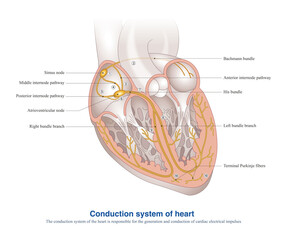 The conduction system of the heart is responsible for the generation and conduction of cardiac electrical impulses, and is the electrical system of the heart.  