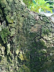 Beautiful of green moss lichen on stones