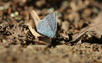 Faulbaum-Bläuling - Holly blue