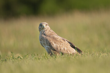 Common buzzard - Buteo buteo on ground in spring green grass. Green background. Photo from Lubusz Voivodeship in Poland.