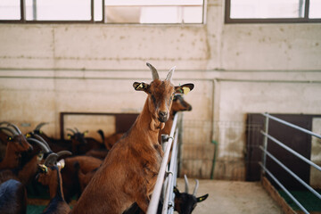 Goat stands on its hind legs near the fence of the paddock, turning its head to the side