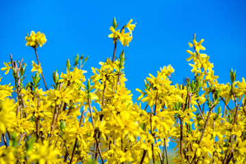 Spring natural background of the branches of the blooming Forsythia
