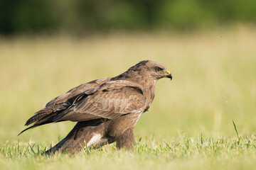 Common buzzard - Buteo buteo on ground in spring green grass. Green background. Photo from Lubusz Voivodeship in Poland.