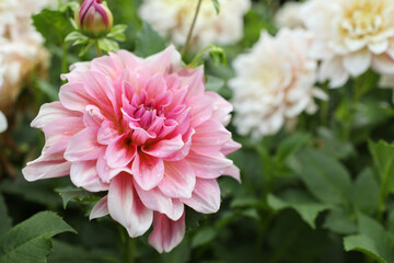 Obraz premium Spring flowers