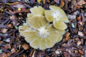 Yellow Field Cap Mushroom (Bolbitius titubans) sometimes called the Egg Yolk Fungus showing the pocketed or veined cap surface as the stickiness of the cap dries out
