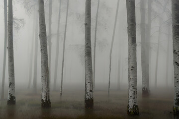 Early foggy morning in the forests , illustration generated by Ai