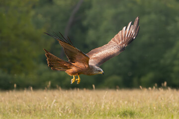 black kite - Milvus migrans in flight with green trees in background. Photo from Lubusz Voivodeship...