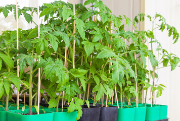 Green seedlings of tomatoes in plastic pots on the windowsill on the balcony. Green sprouts of...