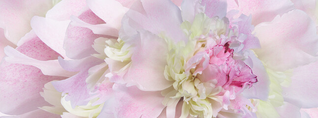 Pink peony flower.    Floral  background. Closeup. For design. Nature.