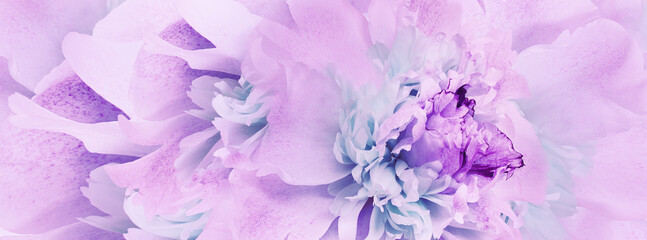 Purple peony flower.   Floral  background.  Closeup. For design. Nature.