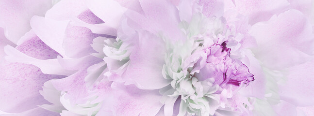 Purple peony flower. Floral background. Closeup. For design. Nature.	
