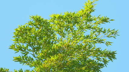 Beautiful Green Bamboo Leaves Warm Spring Day. Green Bamboo Under Blue Sky In Sunny Day.