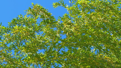 Beautiful Green Leaves Bamboo With Blue Sky. Bamboo Trees At Tropical Forest.