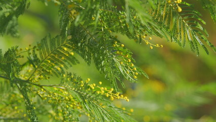 Spring Is Coming. Easter Concept. Beautiful Yellow Mimosa Small Flowers In Spring Botanical Garden....