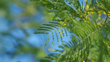 International Womens Day On March 8. Yellow Mimosa Flowers Or Acacia Dealbata Blooming. Still.