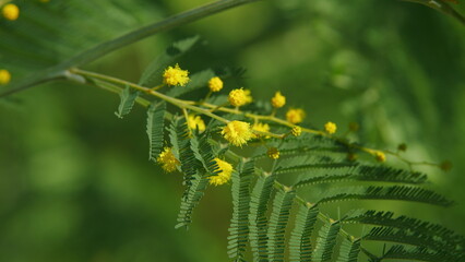 Beautiful Bright Yellow Hairy Mimosa Flowers. Acacia Dealbata With Yellow Flowers In Forest On A...
