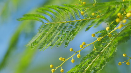 Spring Is Coming. Acacia Dealbata Or Mimosa Tree Is A Symbol Of Happy Womens Day. 8 March Women...
