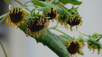 枯れ始めたひまわりの美しさと哀愁