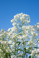 white flowers against blue sky