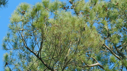 Afforestation And Forest Concept. Green Natural Coniferous Tree Branches With Needles. Still.
