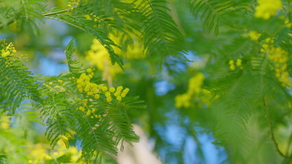 Yellow Mimosa Flowers. Holiday Spring Background. Beautiful Blooming Mimosa Or Acacia Dealbata. Close up.