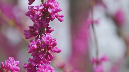 Blooming Judas Tree. Commonly Known As The Judas Tree Is A Small Deciduous Tree. Close up.