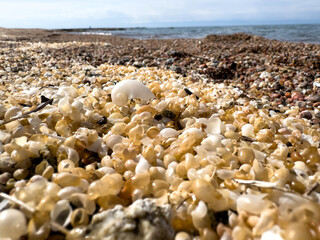 Seashells on the seashore. Kyrgyzstan, Lake Issyk-Kul