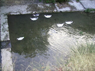 Patos nadando en canal