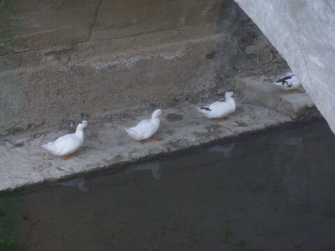 Patos andando al lado dfel canal