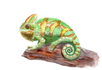 watercolor drawing of animal - colored chameleon on a branch © Toshka
