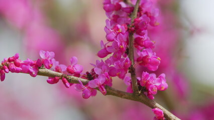 Blossoming Of Purple Cercis Siliquastrum In Park Of Europe In The Spring. Close up.