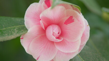 Camellia April Dawn Blush. Pink Flower With Plant In Nature. Spring Flowering Common Camellia Or...