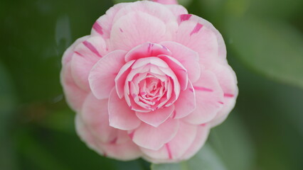Pink Flower Of Camellia Japonica April Dawn Blush. Camellia Japonicais A Member Of Tea Family...