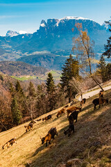 Alpine spring view with a herd of goats near Klobenstein, Ritten, Eisacktal valley, South Tyrol, Italy