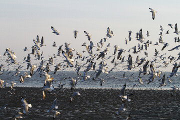 Seagull flying in clear blue sky at sunny day. White gull bird soaring in heaven at summer 
