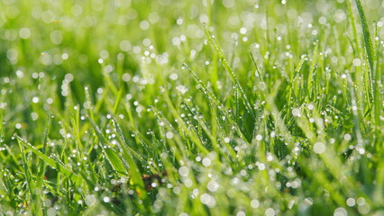 Obraz premium Nature Background. Grass With Dew In Backyard During A September Morning. Vibrant Green Grass After Spring Rain. Bokeh.