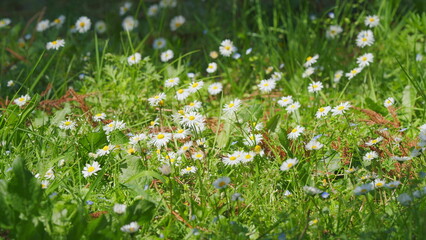 Field Of Chamomiles At Sunny Day At Nature. Common Daisy. Beautiful Summer Meadow. Close up.