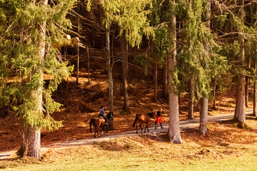 Alpine spring view two horses in a wood near Klobenstein, Ritten, Eisacktal valley, South Tyrol, Italy